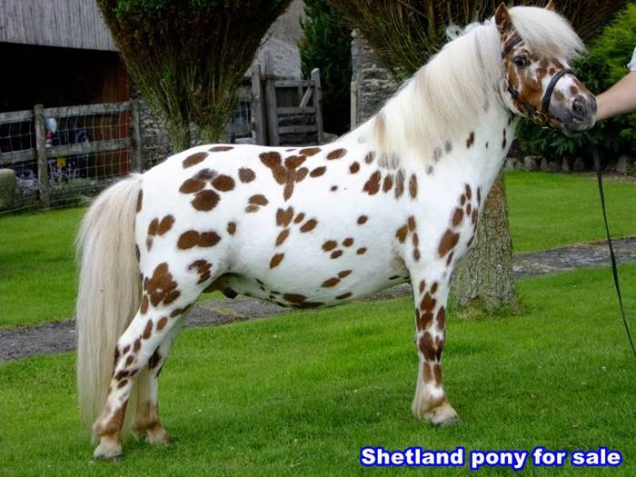 Shetland pony for sale