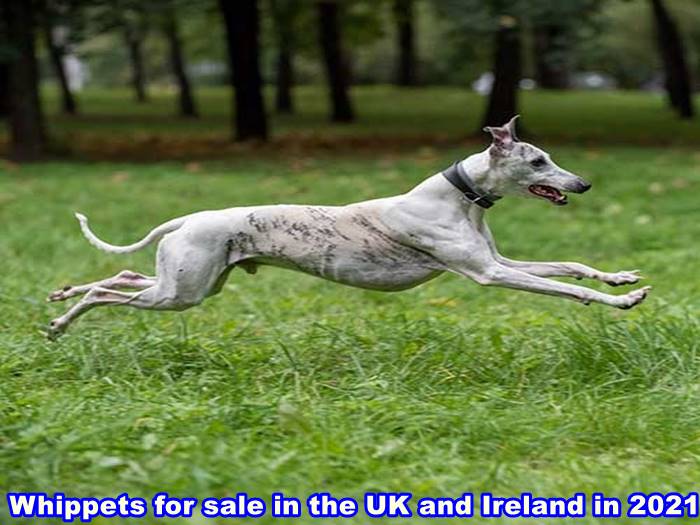 Whippets for sale in the UK and Ireland in 2021