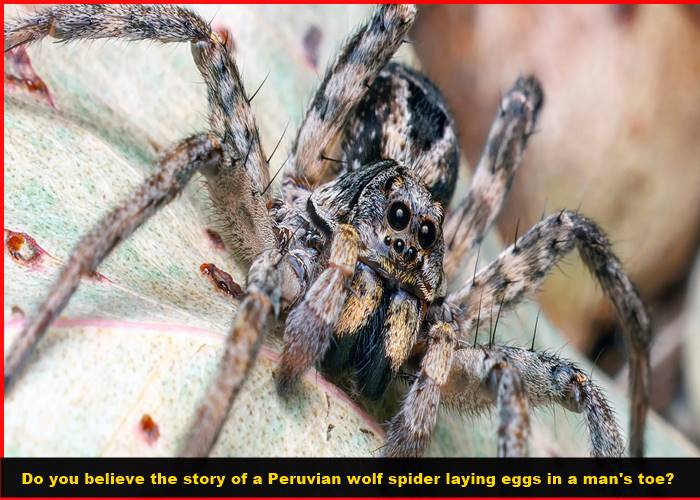 Do you believe the story of a Peruvian wolf spider laying eggs in a man's toe?