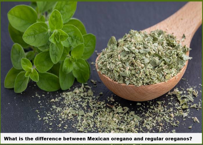 What is the difference between Mexican oregano and regular oreganos?