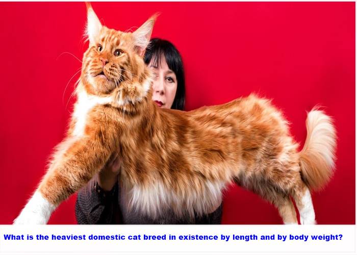 What is the heaviest domestic cat breed in existence by length and by body weight?